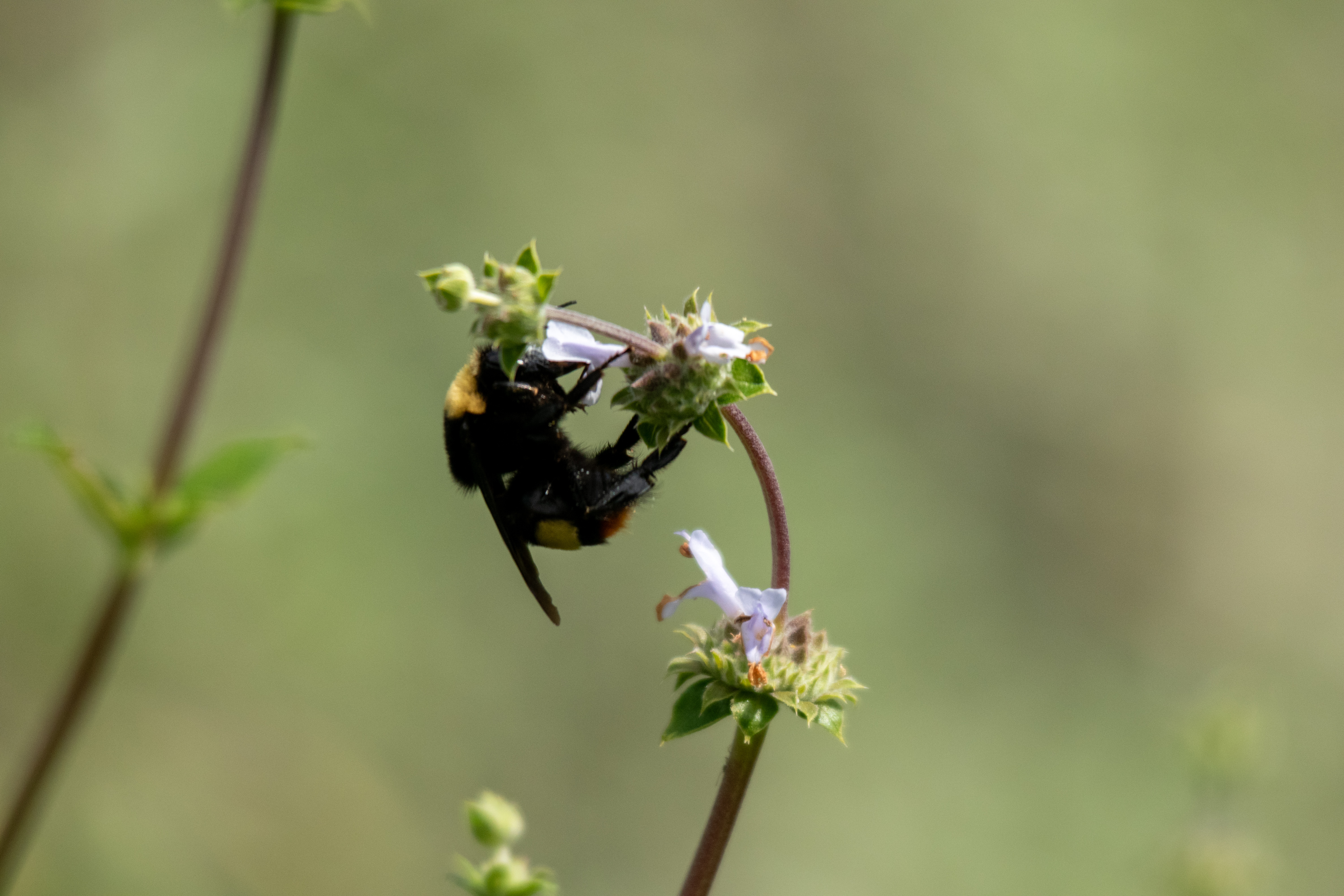 Closeup of black and yellow bee hanging on to a purple flower