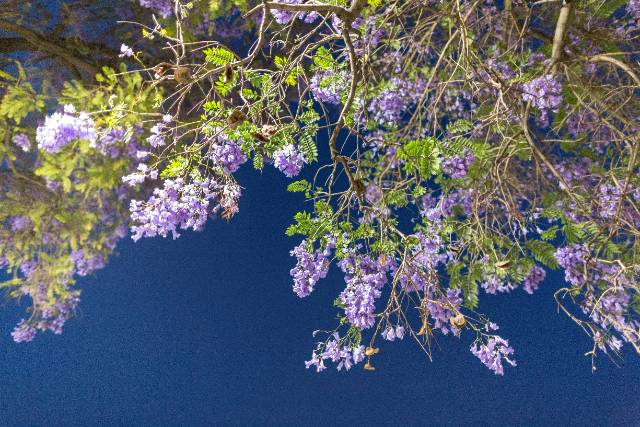 a jacaranda tree